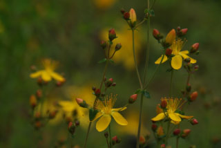 Hypericum pulchrumFraai hertshooi bestellen